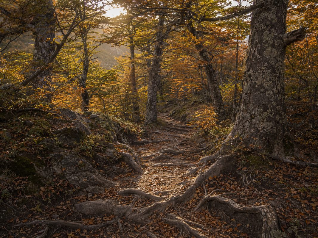 Bosque serrano